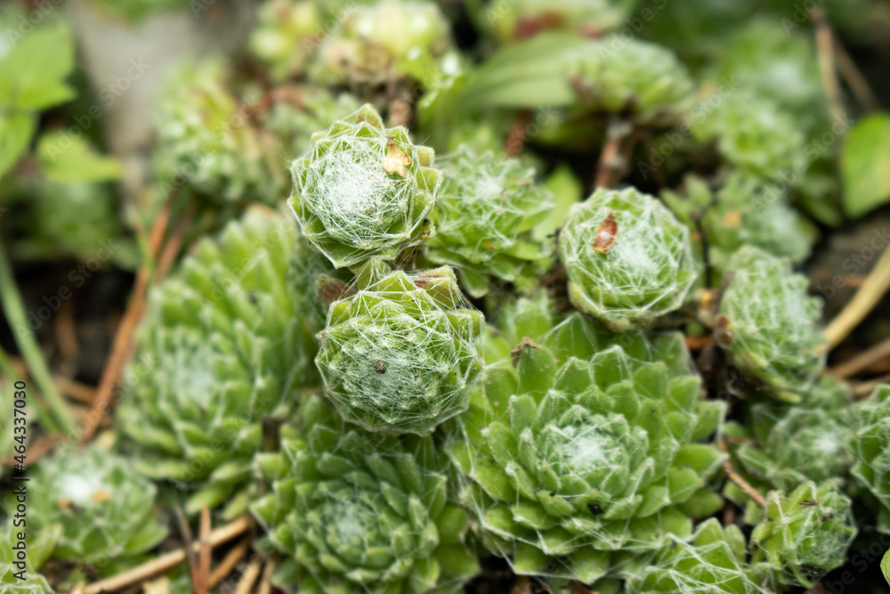 Close up of succulents Close up of succulents