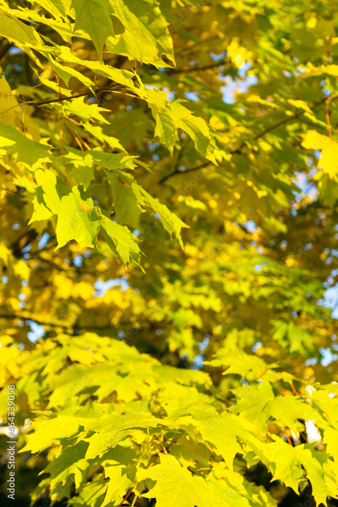 fragment of the lush crown of a bright autumn tree fragment of the lush crown of a bright autumn tree