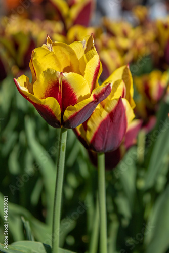 A flower bed with varietal tulips in the park