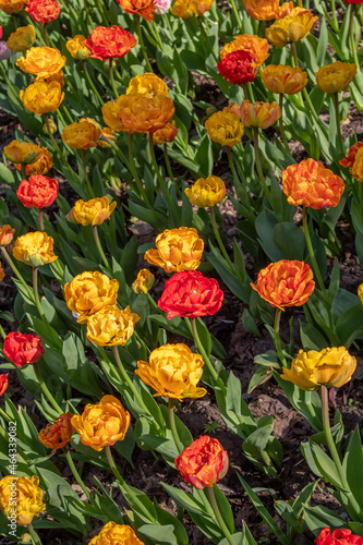 A flower bed with varietal tulips in the park © Aktrisa