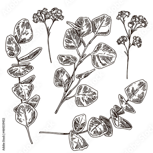 Vintage set decorative floral elements. Eucaliptus. Sketch. Engraving style. Vector illustration.