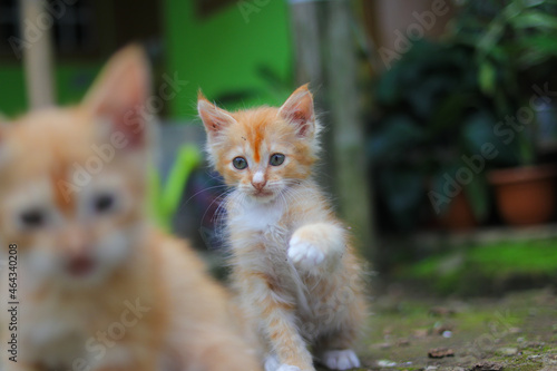 Close-up view of a yellow kitten is playing with her sibling in the backyard