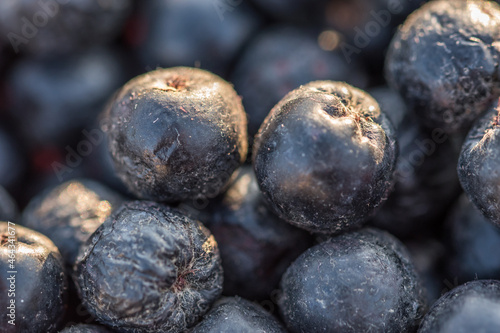 Close-up macro shot of delicious and dark coloured chokeberries also known as Aronia