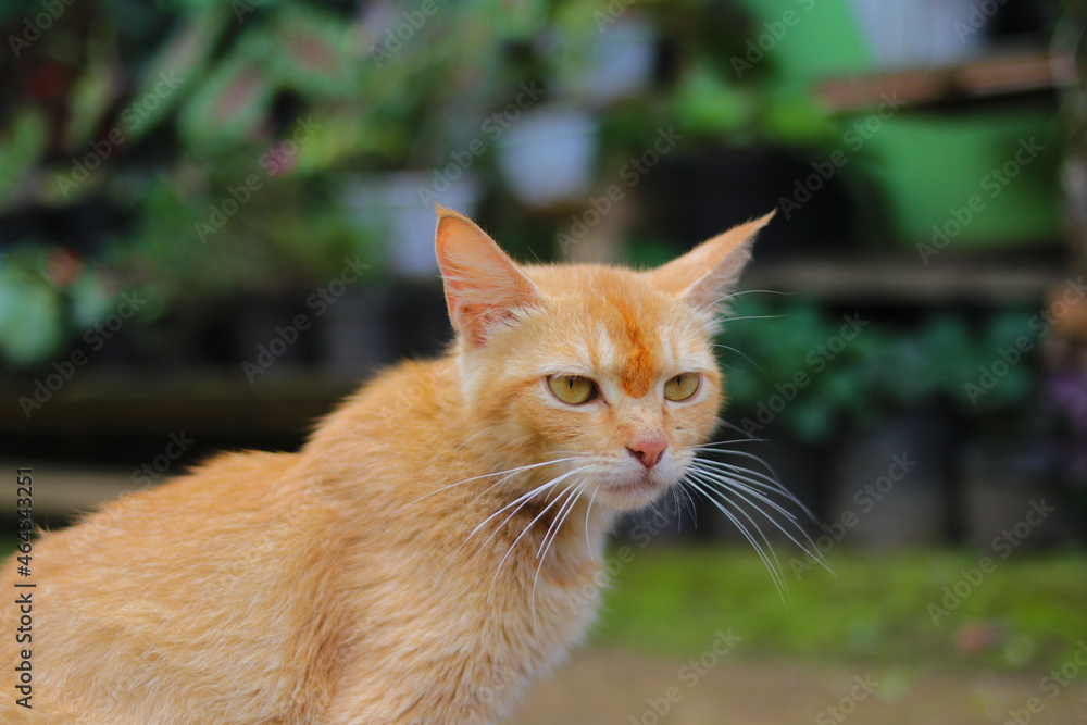 Close-up view of a yellow cat with pouting face against defocused ornamental plant background in the backyard.