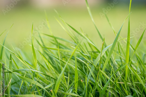 Beautiful close-up shot of vibrant coloured grass