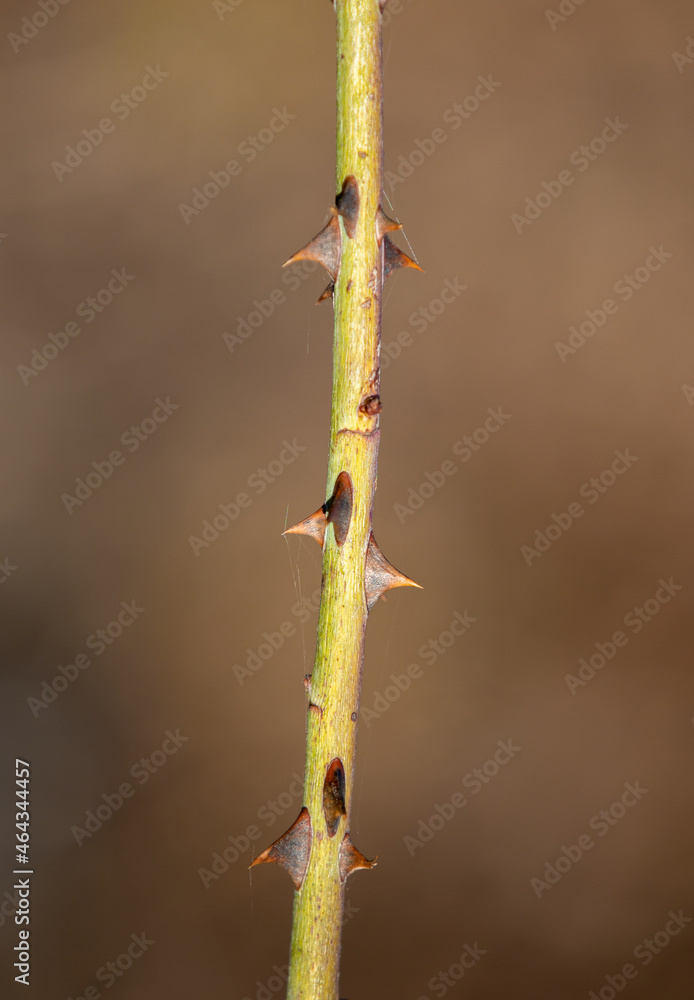 a close-up with a thorny rosehip stem a close-up with a thorny rosehip stem