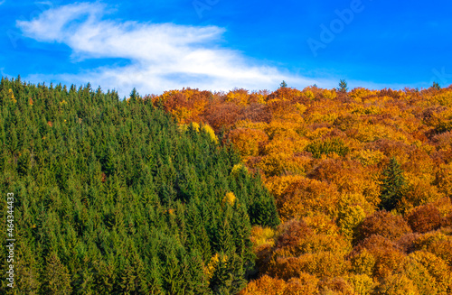 A forest in two colors in autumn