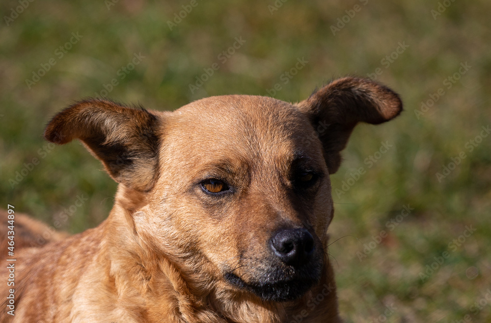 a close-up with a portrait of a stray dog