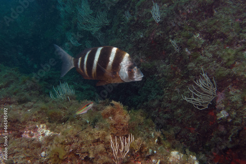 Zebra sea bream (Diplodus cervinus) in Mediterranean Sea