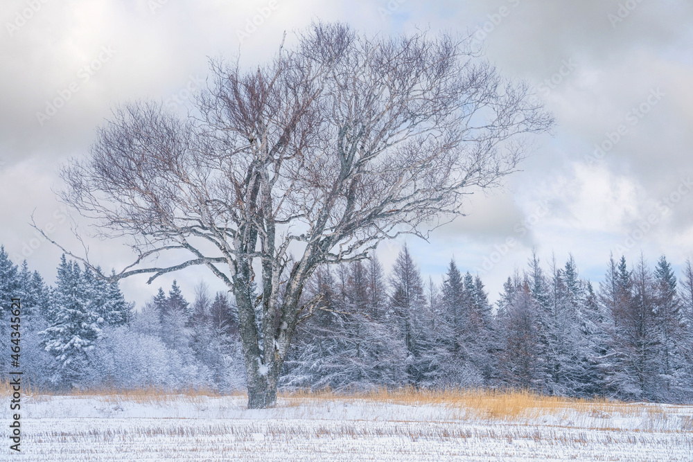 Leafless tree in a rural farm landscape. Leafless tree in a rural farm landscape.
