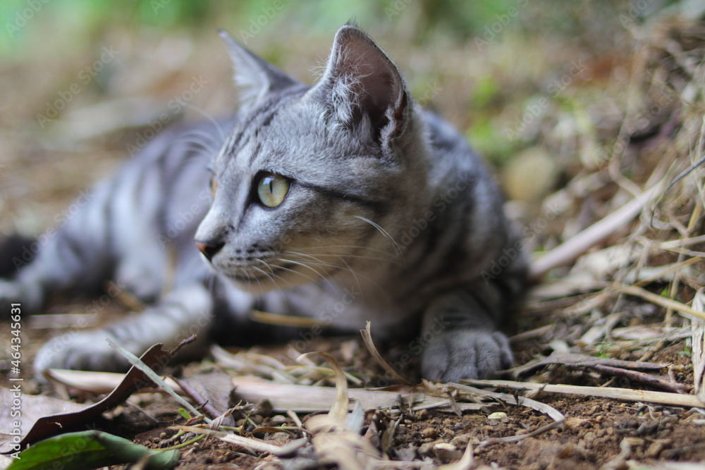 Close-up view of a striped wild cat lying down on the ground is looking at the camera in the woods