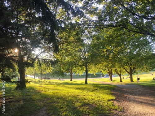 Fototapeta Naklejka Na Ścianę i Meble -  beautiful trees in the park on sunny day 