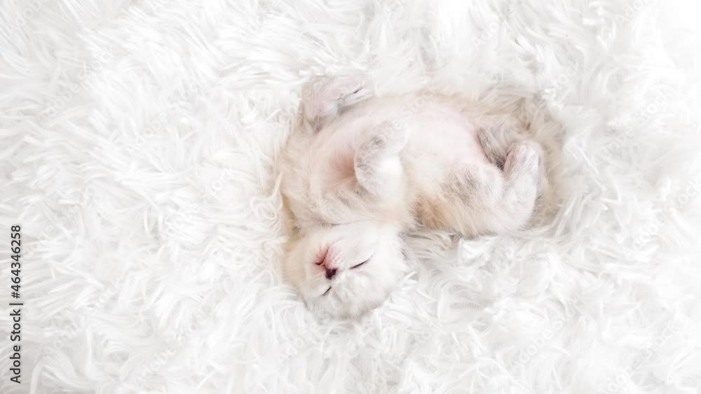 A kitten, isolated on a white fluffy blanket, stretches and bends. Scottish kitten at 3 weeks of age. A kitten, isolated on a white fluffy blanket, stretches and bends. Scottish kitten at 3 weeks of age.
