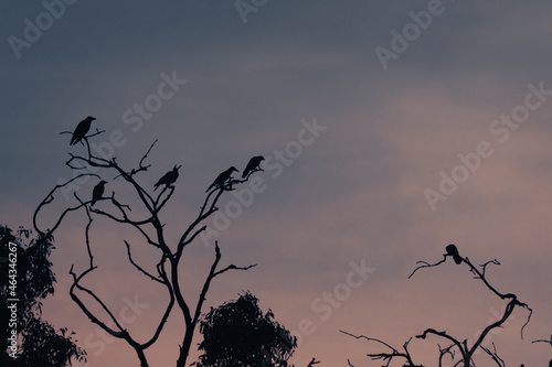 birds on the tree