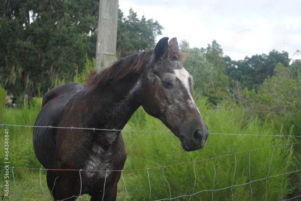 Old brown mare Old brown mare