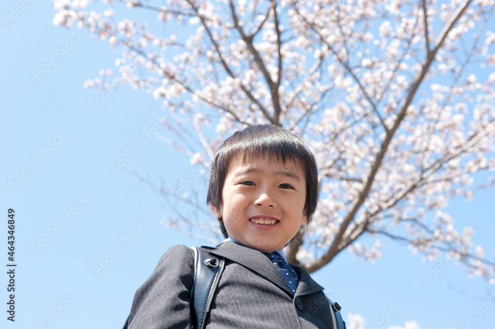 桜と新入学のランドセルの男の子