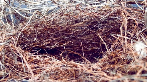 Branches isolated on black background. Bird's nest.