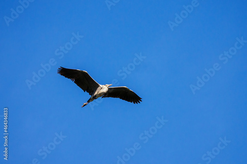 Ardea cinerea - Gray Heron flying in the sky.