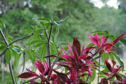 Hawaiian Ti and Plumeria plants