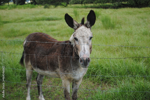 Brown Donkey