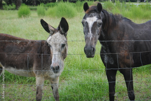 Old horse and donkey
