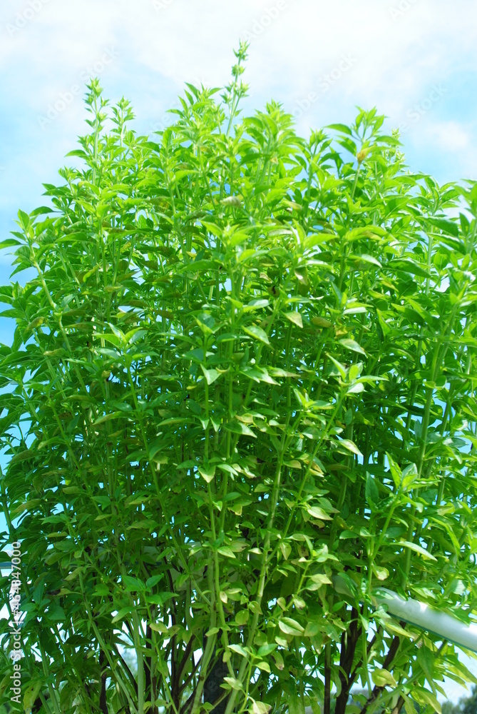 Obraz premium Basil plants in spring