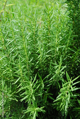 Leafy rosemary