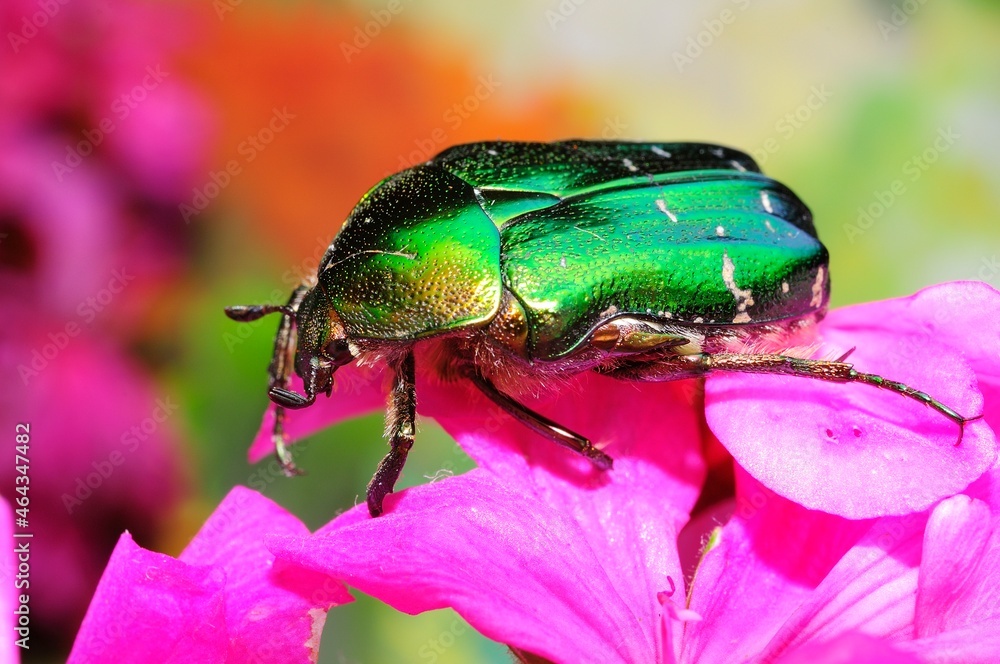 Fototapeta premium bug on a leaf