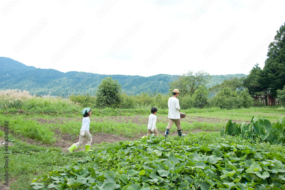 畑の中を歩く父と子供男女