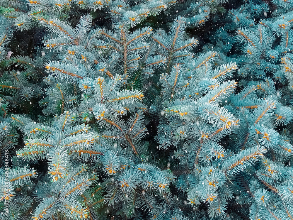 Spruce in a blizzard stock photo