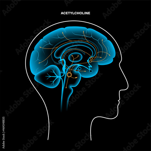 Acetylcholine cholinergic pathway