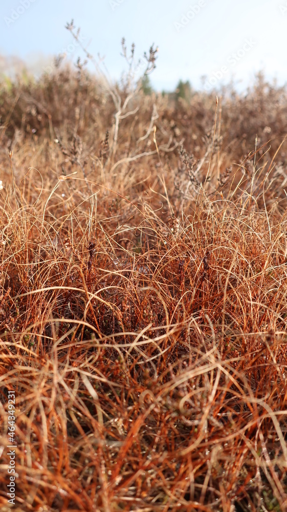 Fototapeta premium Herbst im Moor
