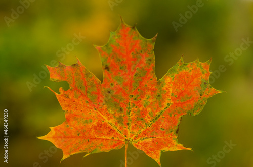 colored red maple leaves in autumn