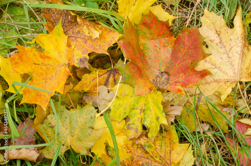 colored red and yellow autumn leaves background