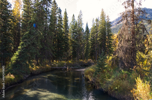 A Creek in a Spruce Forest