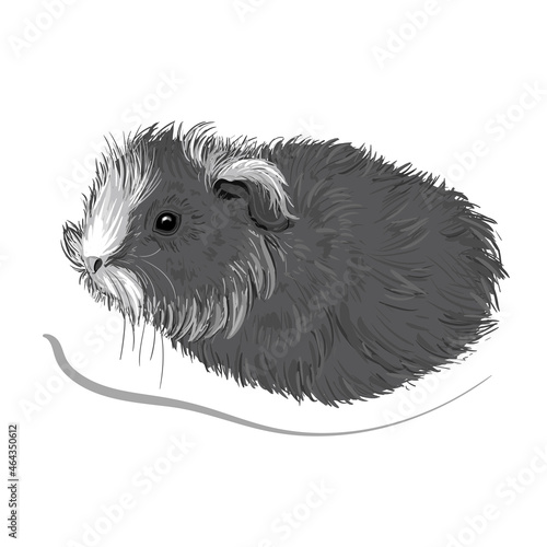 Cute gray guinea pig with white spots in cartoon style. Stock vector illustration isolated on white background.