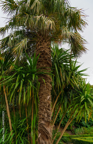 great example of the Chinese windmill palm aka windmill or Chusan palm  Trachycarpus fortunei  a species of hardy evergreen palm tree 