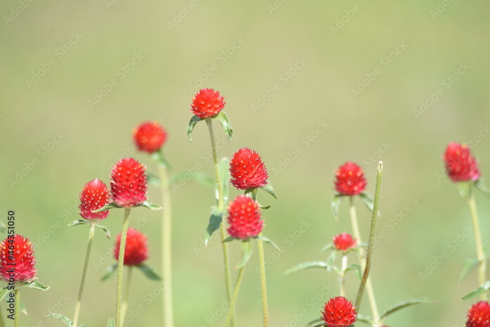 Gomphrena haageana flowers. Amaranthaceae annual plants. The flowering season is from July to October. Gomphrena haageana flowers. Amaranthaceae annual plants. The flowering season is from July to October.