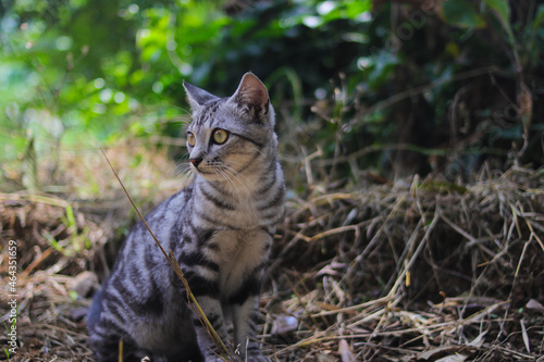 Close-up view of a curious striped wild cat with blurred background sitting down on the ground is looking to the left in the woods