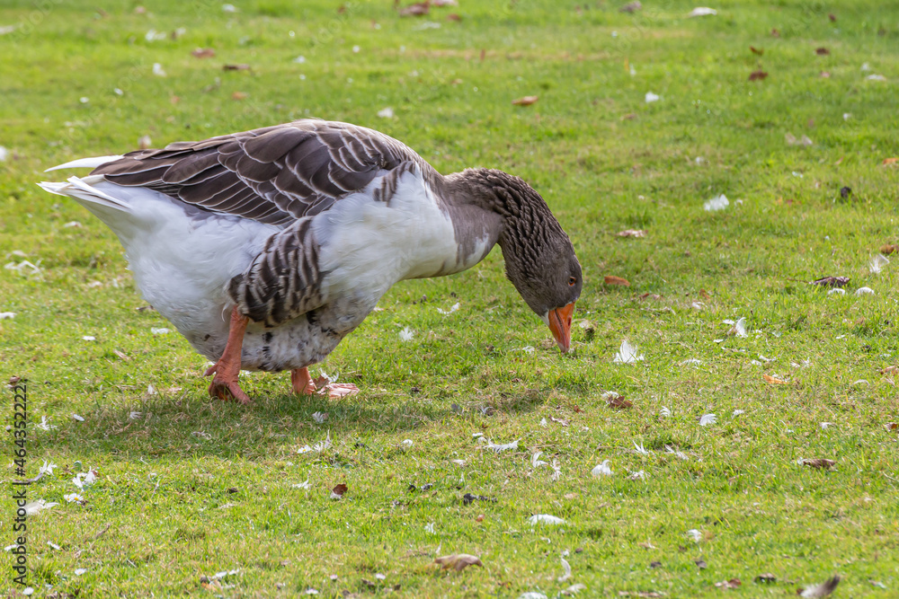 Fototapeta premium Closeup shot of an Egyptian goose eating a grain