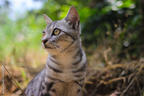 Wallpaper Mural Close-up view of a watchful striped wild cat with beautiful eyes sitting down on the ground is looking around in the woods Torontodigital.ca