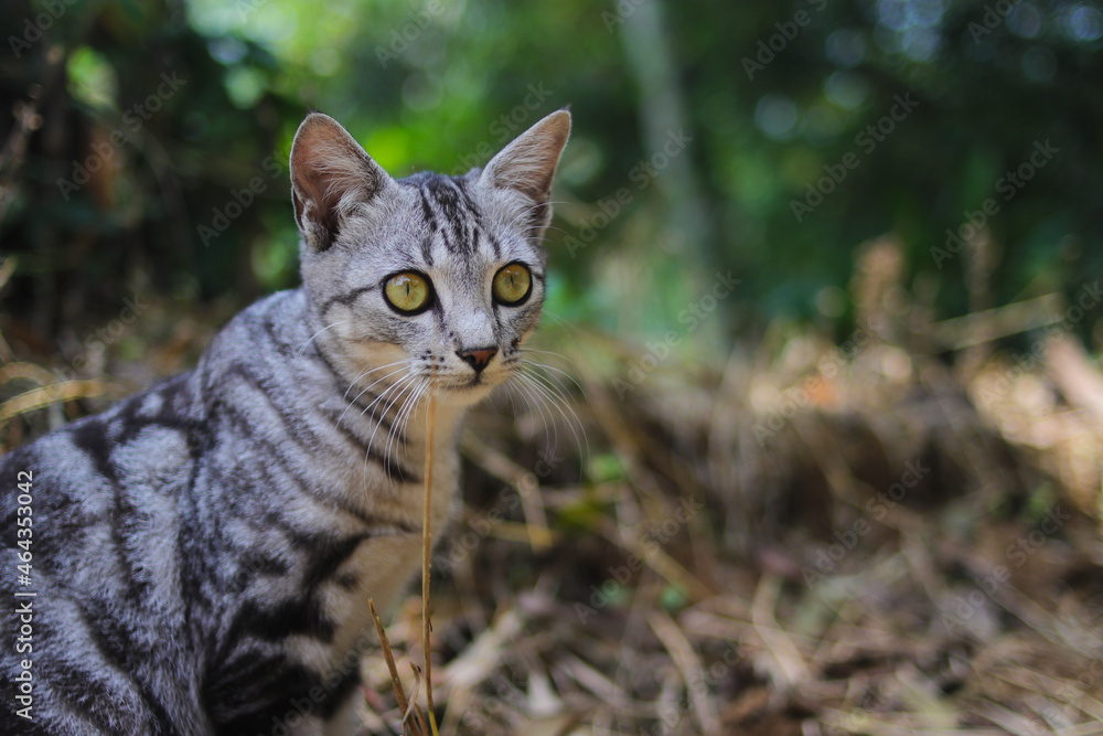 Close-up view of a striped wild cat sitting down on the ground is looking at the camera in the woods