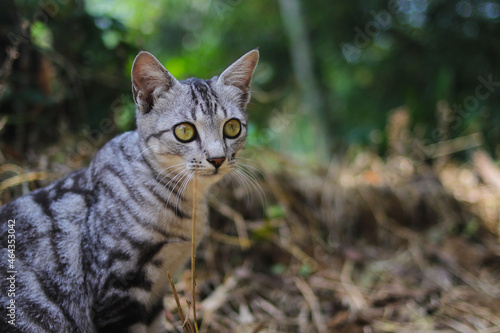 Close-up view of a striped wild cat sitting down on the ground is looking at the camera in the woods