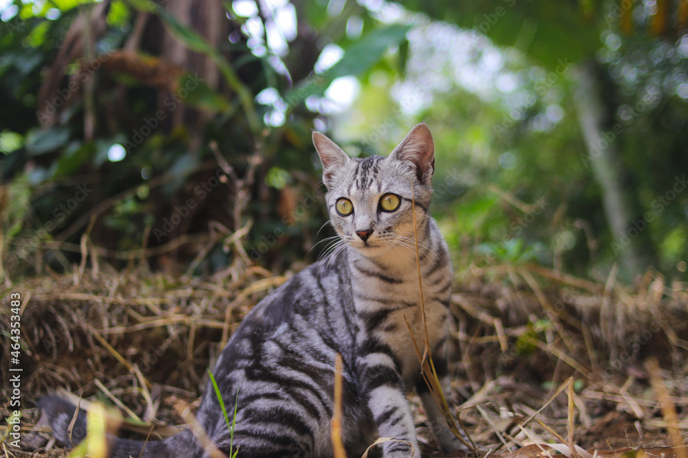 Close-up view of a curious striped wild cat with blurred background sitting down on the ground is looking at to the camera in the woods