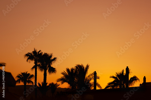Majestic dusk in tropics. Goden sunset sky with beautiful silhouette coconut palm tree, leaves and mountains in the evening. Warm orange colors. Abstract nature and travel background. Egypt summer.