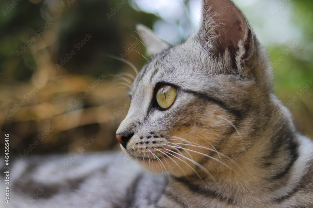 Close-up view of a striped wild cat eyes is looking at to the right with blurred background in the woods
