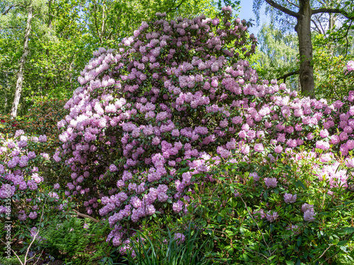Purple Rhododendron tree flowering in a wood