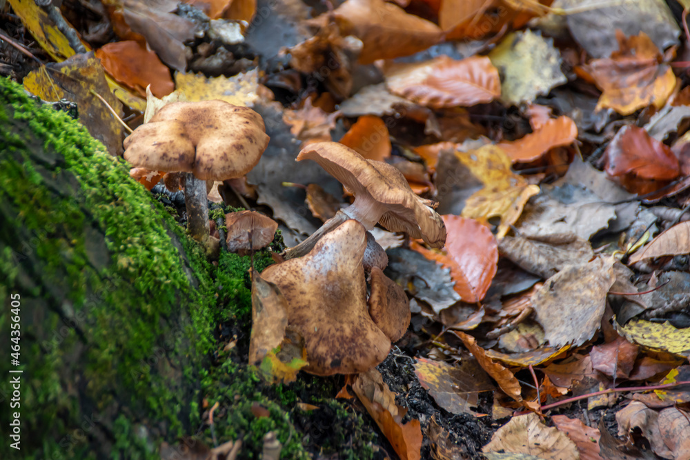 A group of mushrooms grows at the bottom of a tree trunk in an Autumn-coloured forest near Owen Sound, Ontario.