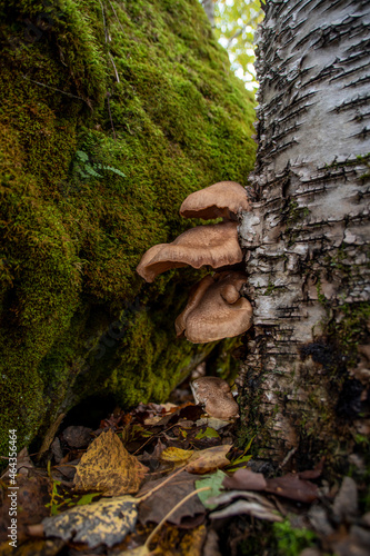 A group of mushrooms grows at the bottom of a tree trunk in an Autumn-coloured forest near Owen Sound, Ontario.