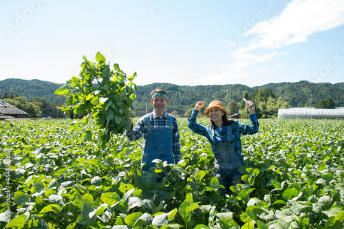 畑で枝豆を収穫する中高年夫婦